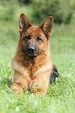 BERGER ALLEMAND 800